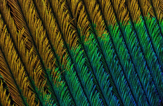 t نگاهی دقیق‌تر به یک پروژه عکاسی سوپر ماکرو: پر طاووس